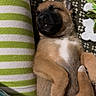 Ahsoka joined the competition — help win amazing prizes! puppy, sleeping, dog, brown_fur, black_muzzle, white_chest, striped_cushion, green, white, patterned_blanket, toy, indoor, resting, cute, pet, animal, cozy, relaxed, fur, paw
