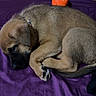 animal, blanket, canine, collar, cozy, cute, dog, domestic_animal, fur, indoor, nap, orange_toy, pet, puppy, purple_blanket, resting, sleeping, toy, wooden_wall, young_dog