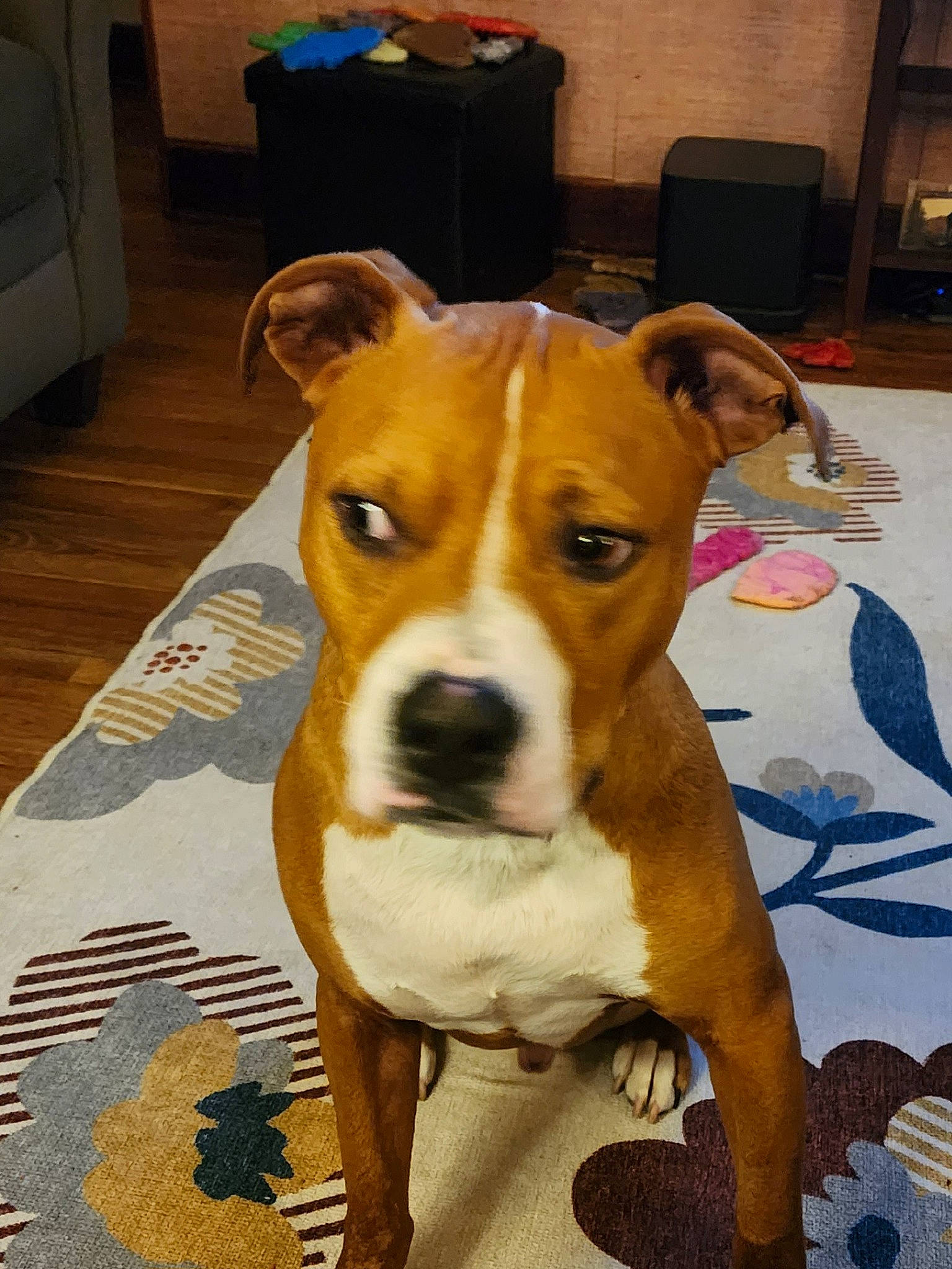 Brady is registered to the contest to win money with this photo: ancient_dog_breeds, art, cabinetry, canidae, carnivore, companion_dog, dog, dog_breed, fawn, flooring, hardwood, houseplant, non_sporting_group, snout, sporting_group, whiskers, wood, working_animal, working_dog