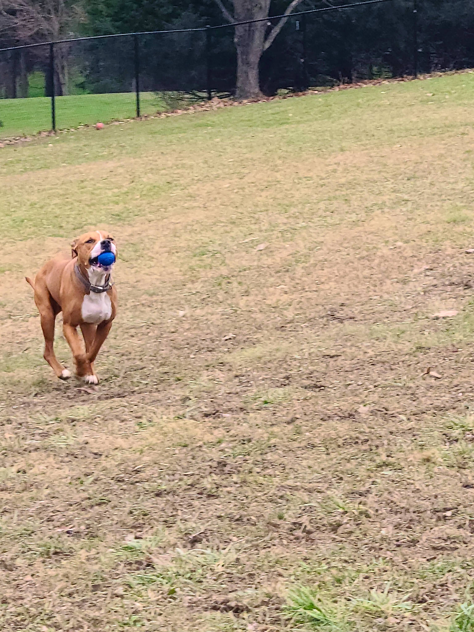 Brady joined the competition — help win amazing prizes! animal_sports, canidae, carnivore, companion_dog, dog, dog_breed, dog_sports, dog_supply, fawn, grass, grassland, landscape, pet_supply, plant, recreation, soil, sporting_group, sports, tree, working_animal