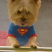 Gizmo joined the competition — help win amazing prizes! dog, small_dog, superman_shirt, blue_shirt, window, glass, paws, fluffy, fur, pet, animal, indoor, cute, adorable, looking, waiting, close_up, canine, face, ears