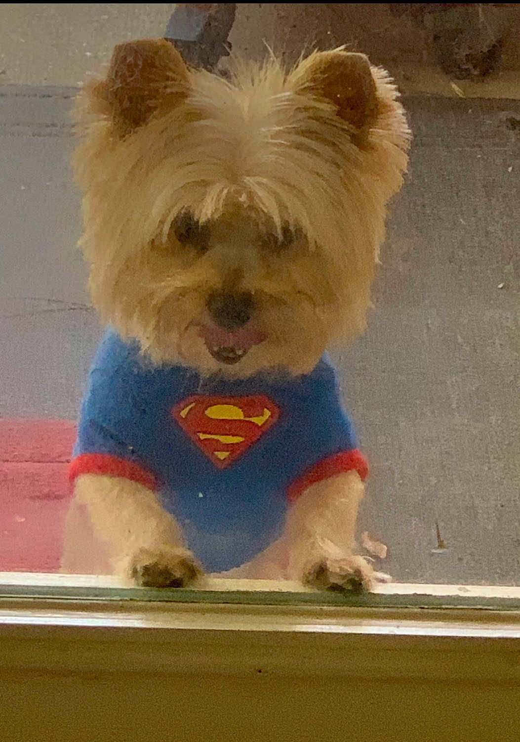 Gizmo joined the competition — help win amazing prizes! dog, small_dog, superman_shirt, blue_shirt, window, glass, paws, fluffy, fur, pet, animal, indoor, cute, adorable, looking, waiting, close_up, canine, face, ears