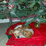 Ginger is registered to the contest to win money with this photo: brown, carpet, christmas, christmas_tree, cozy, cute, decorations, dog, festive, green, holiday, indoor, lights, ornaments, pet, pine_needles, red_tree_skirt, resting, sleeping, white
