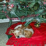 brown, carpet, christmas, christmas_tree, cozy, cute, decorations, dog, festive, green, holiday, indoor, lights, ornaments, pet, pine_needles, red_tree_skirt, resting, sleeping, white