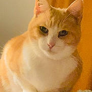 Simba a rejoint le concours — aidez-le/la à gagner de superbes lots ! cat, orange_cat, white_cat, feline, pet, close_up, portrait, whiskers, paws, ears, indoor, curtain, fur, sitting, loaf, animal, domestic_cat, cute, looking_at_camera, household