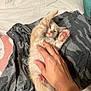 kitten, cat, pet, hand, bed, blanket, paw, pink_paw_pads, stretching, sleepy, cozy, indoor, cute, furry, animal, mammal, domestic_cat, resting, comfort, human_hand
