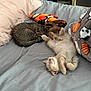 Lilly is registered to the contest to win money with this photo: kitten, cat, sleeping, bed, pillow, toy, cozy, nap, feline, indoor, cute, pets, relaxation, domestic, fur, animal, resting, soft, comfort, playful