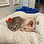 cat, tabby_cat, cream_cat, pets, cute, cozy, blanket, snuggling, indoor, fur, animal, resting, sleepy, soft_texture, bedroom, home, companion, cute_animals, relaxed, feline