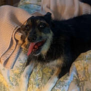 Angus is registered to the contest to win money with this photo: dog, pet, black_and_tan, happy, tongue_out, open_mouth, lying_down, bed, blanket, floral_bedding, bedroom, indoor, cozy, portrait, animal, canine, relaxed, playful, black_fur, brown_fur