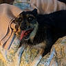 dog, pet, black_and_tan, happy, tongue_out, open_mouth, lying_down, bed, blanket, floral_bedding, bedroom, indoor, cozy, portrait, animal, canine, relaxed, playful, black_fur, brown_fur