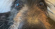 Angus joined the competition — help win amazing prizes! dog, canine, close_up, nose, muzzle, whiskers, shaggy_fur, long_hair, brown_fur, black_fur, white_fur, eyes, portrait, indoor, bedroom, bed, lamp, warm_lighting, cozy, funny