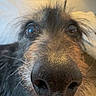 dog, canine, close_up, nose, muzzle, whiskers, shaggy_fur, long_hair, brown_fur, black_fur, white_fur, eyes, portrait, indoor, bedroom, bed, lamp, warm_lighting, cozy, funny