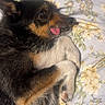 Angus joined the competition — help win amazing prizes! dog, puppy, black_and_tan, fluffy, lying_down, resting, tongue_out, cute, pet, animal, portrait, close_up, fur, paws, bed, bedspread, floral_pattern, indoors, relaxed, playful
