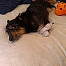 Angus is registered to the contest to win money with this photo: puppy, dog, sleeping, lying_down, black_and_brown, pet, animal, bed, blanket, stuffed_animals, plush_toys, indoors, cozy, cute, fluffy, resting, portrait, close_up, home, soft_surface