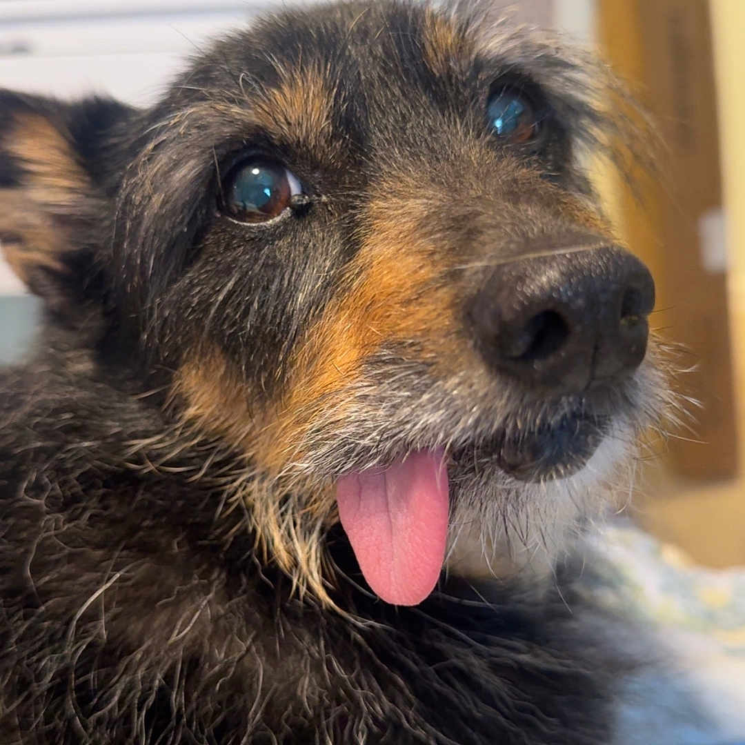 Angus joined the competition — help win amazing prizes! dog, close_up, portrait, scruffy, shaggy_fur, black_and_tan, tongue_out, open_mouth, shiny_eyes, floppy_ears, nose, whiskers, happy, playful, indoor, home, plants, mirror, cozy, pet