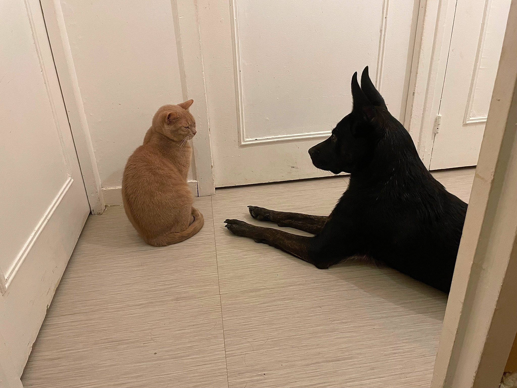 Shana a rejoint le concours — aidez-le/la à gagner de superbes lots ! black_cat, carnivore, cat, comfort, dog, dog_breed, domestic_short_haired_cat, felidae, floor, flooring, grey, hardwood, small_to_medium_sized_cats, snout, stairs, tail, tints_and_shades, whiskers, window, wood