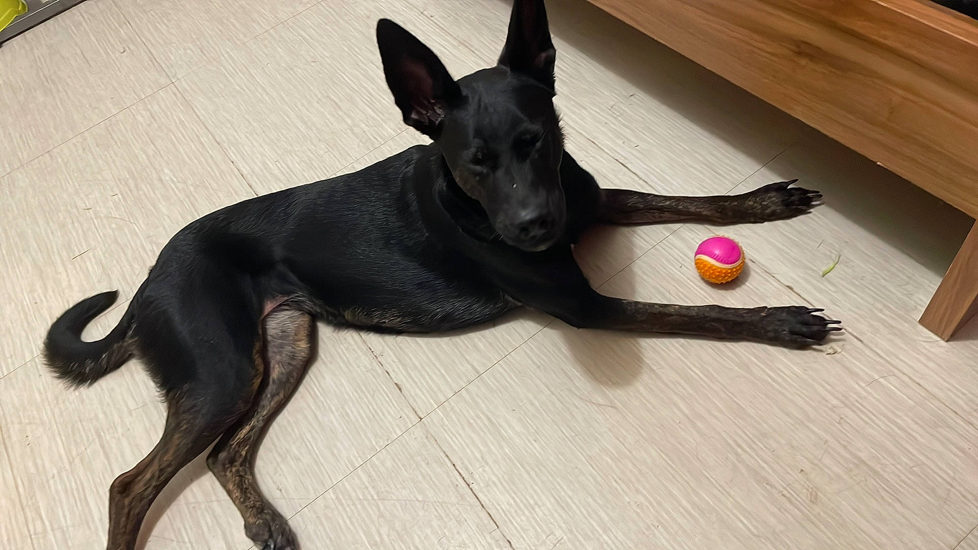 Shana participe au concours pour gagner de l'argent avec cette photo : canidae, carnivore, companion_dog, dog, dog_breed, dog_collar, dog_supply, fawn, flooring, guard_dog, hardwood, paw, pet_supply, snout, sporting_group, tail, toy_dog, whiskers, wood, working_animal