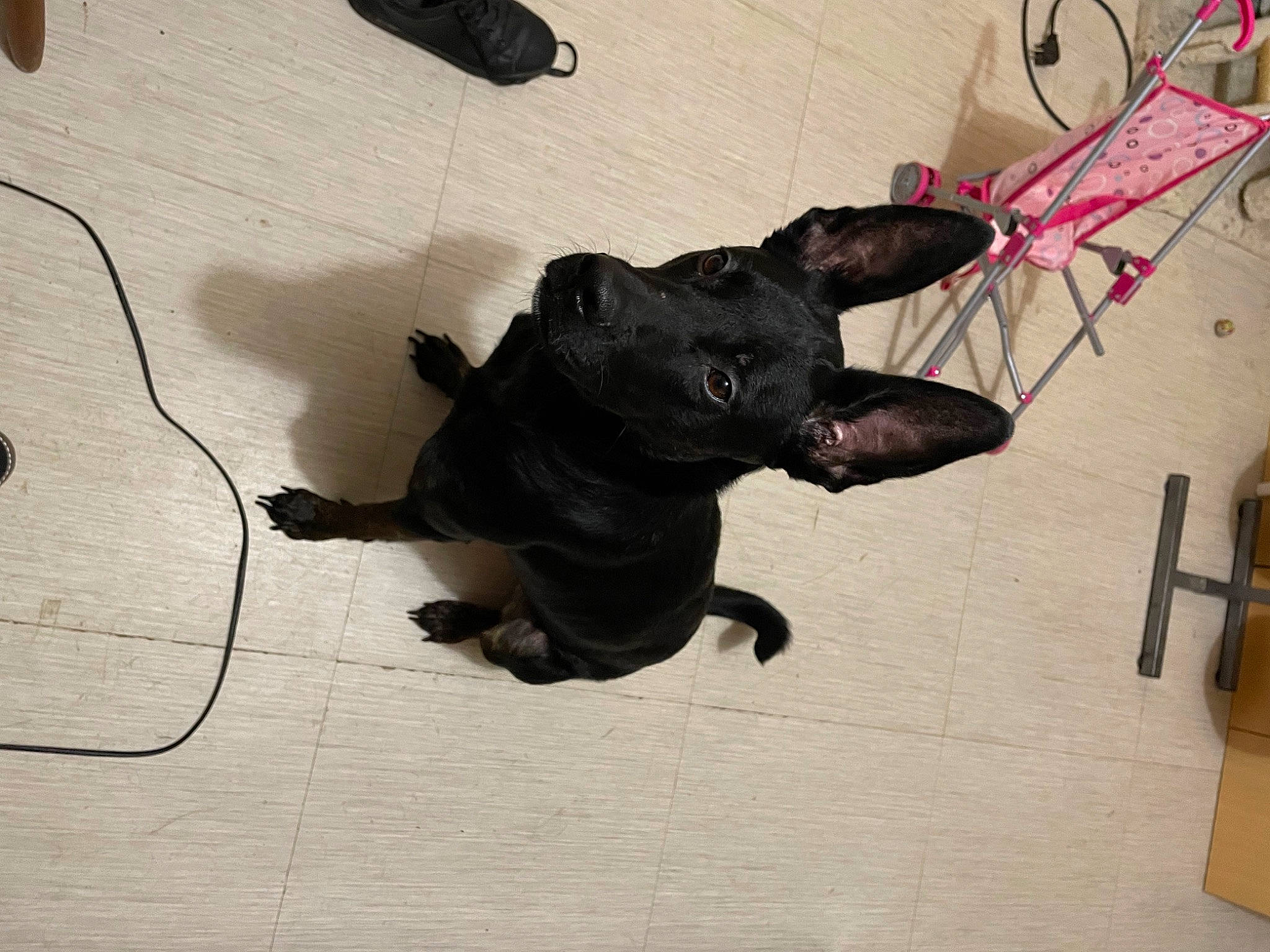 Shana a rejoint le concours — aidez-le/la à gagner de superbes lots ! borador, canidae, carnivore, companion_dog, dog, dog_breed, dog_collar, dog_supply, fawn, flooring, guard_dog, hardwood, leash, non_sporting_group, sporting_group, tail, toy_dog, wire, wood, working_animal