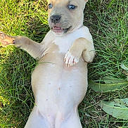 Tchiki participe au concours pour gagner de l'argent avec cette photo : animal, canine, cute, dog, ears, expression, eyes, fur, grass, lying_down, mammal, nature, outdoor, paws, pet, playful, puppy, sunlight, tongue, young