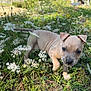 puppy, dog, grass, wildflowers, outdoor, nature, cute, young, animal, pet, greenery, sunlight, closeup, exploration, adorable, curious, small, field, summer, walking