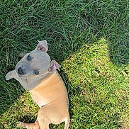 Tchiki participe au concours pour gagner de l'argent avec cette photo : puppy, dog, grass, outdoor, young, tan, animal, pet, cute, sunlight, shadow, looking_up, nature, playful, small, fur, ears, four_legs, tail, daylight