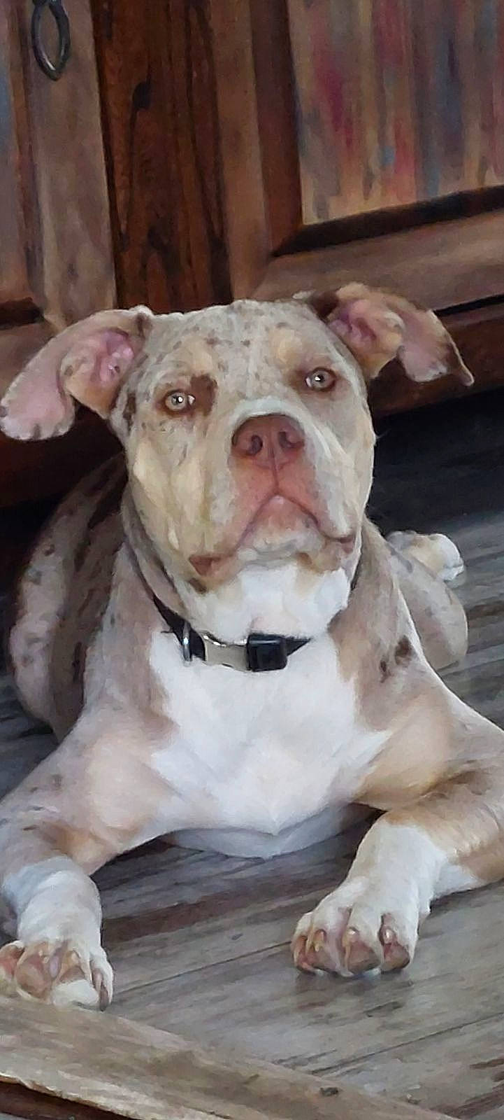 Tess a rejoint le concours — aidez-le/la à gagner de superbes lots ! ancient_dog_breeds, canidae, carnivore, collar, companion_dog, cordoba_fighting_dog, dog, dog_breed, dog_collar, fawn, fur, non_sporting_group, pet_supply, snout, sporting_group, whiskers, working_animal, working_dog, wrinkle