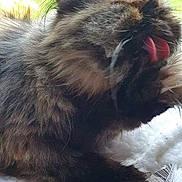 Opium participe au concours pour gagner de l'argent avec cette photo : cairn_terrier, canidae, carnivore, cat, dog_breed, fawn, felidae, fur, liver, persian, small_to_medium_sized_cats, snout, whiskers