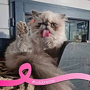 Sloane a rejoint le concours — aidez-le/la à gagner de superbes lots ! carnivore, cat, cat_supply, chair, comfort, companion_dog, eye, fang, fawn, felidae, fur, happy, magenta, paw, photo_caption, ragdoll, small_to_medium_sized_cats, snout, terrestrial_animal, whiskers