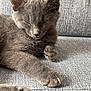 cat, kitten, gray_cat, sleeping, paw, feline, pet, indoor, couch, fabric, closeup, resting, cute, cozy, fur, animal, relaxation, domestic_animal, whiskers, texture