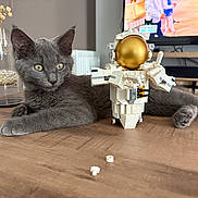 Alyo participe au concours pour gagner de l'argent avec cette photo : cat, kitten, gray_cat, lego, astronaut_lego, toy, table, wooden_table, vase, pearls, indoor, television, screen, decor, relaxed, pet, animal, furniture, closeup, cute