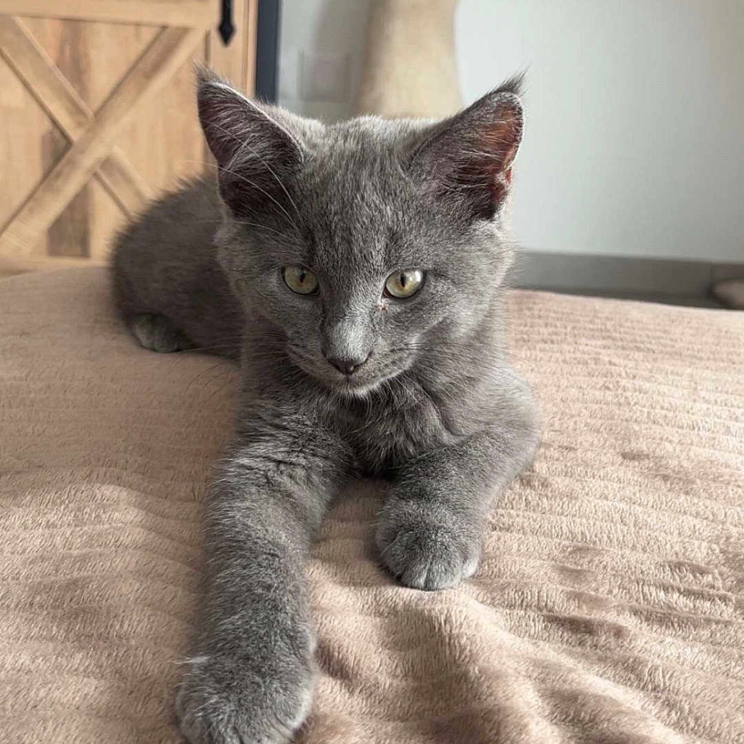 Alyo a rejoint le concours — aidez-le/la à gagner de superbes lots ! animal, bed, blanket, cat, cozy, cute, domestic_cat, feline, furniture, gray_cat, home, indoor, kitten, paw, pet, portrait, relaxed, resting, soft_texture, young_cat