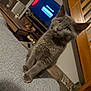 gray_cat, kitten, pet, feline, indoor, couch, gray_fabric, wooden_bed_frame, television, table, living_room, curious, fur, whiskers, ears, paws, domestic_animal, cozy, home, furniture