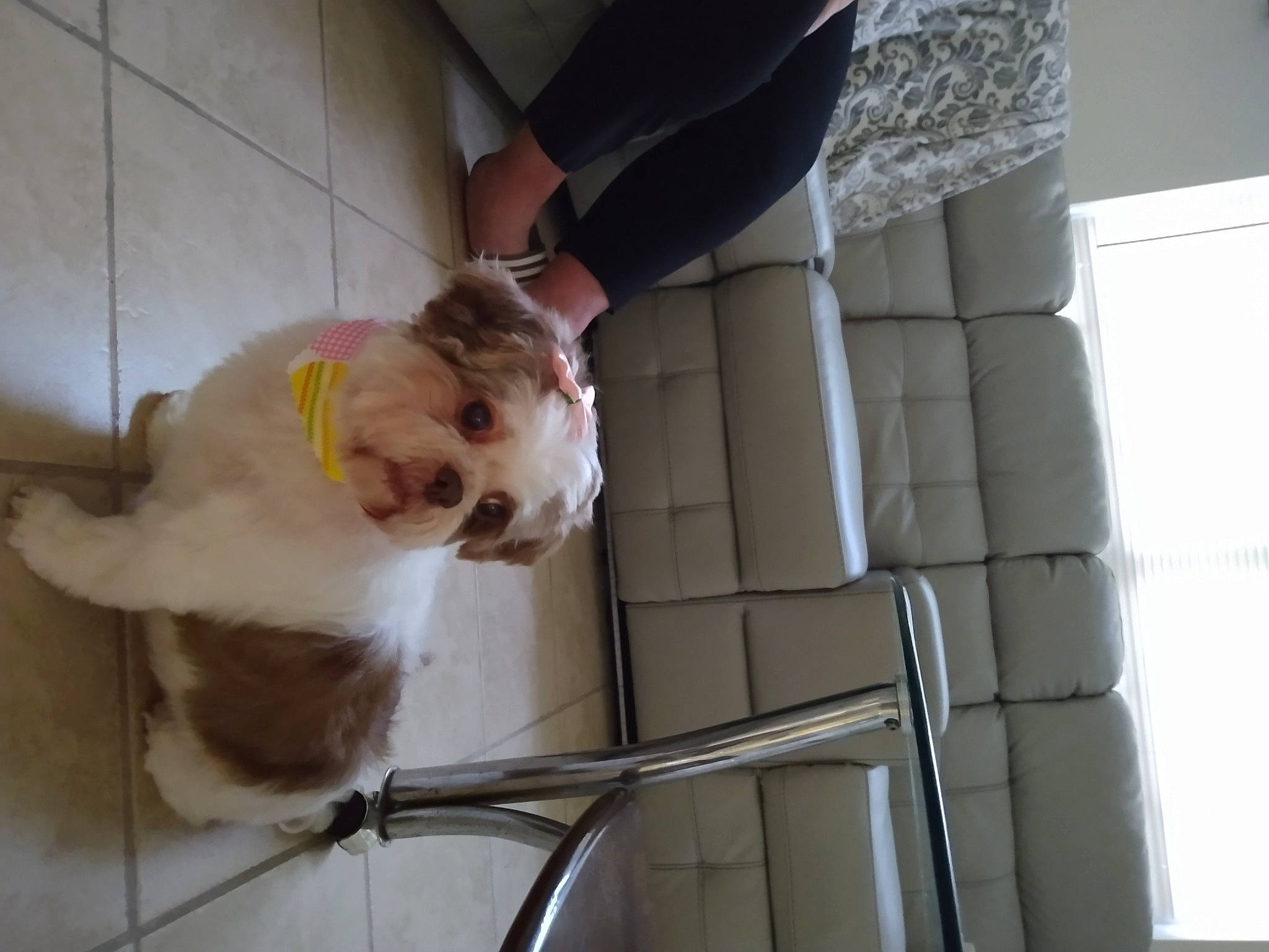 Emma is registered to the contest to win money with this photo: animal_shelter, canidae, carnivore, collar, companion_dog, dog, dog_breed, fawn, fur, non_sporting_group, paw, pet_supply, snout, sporting_group, tail, wood, working_animal