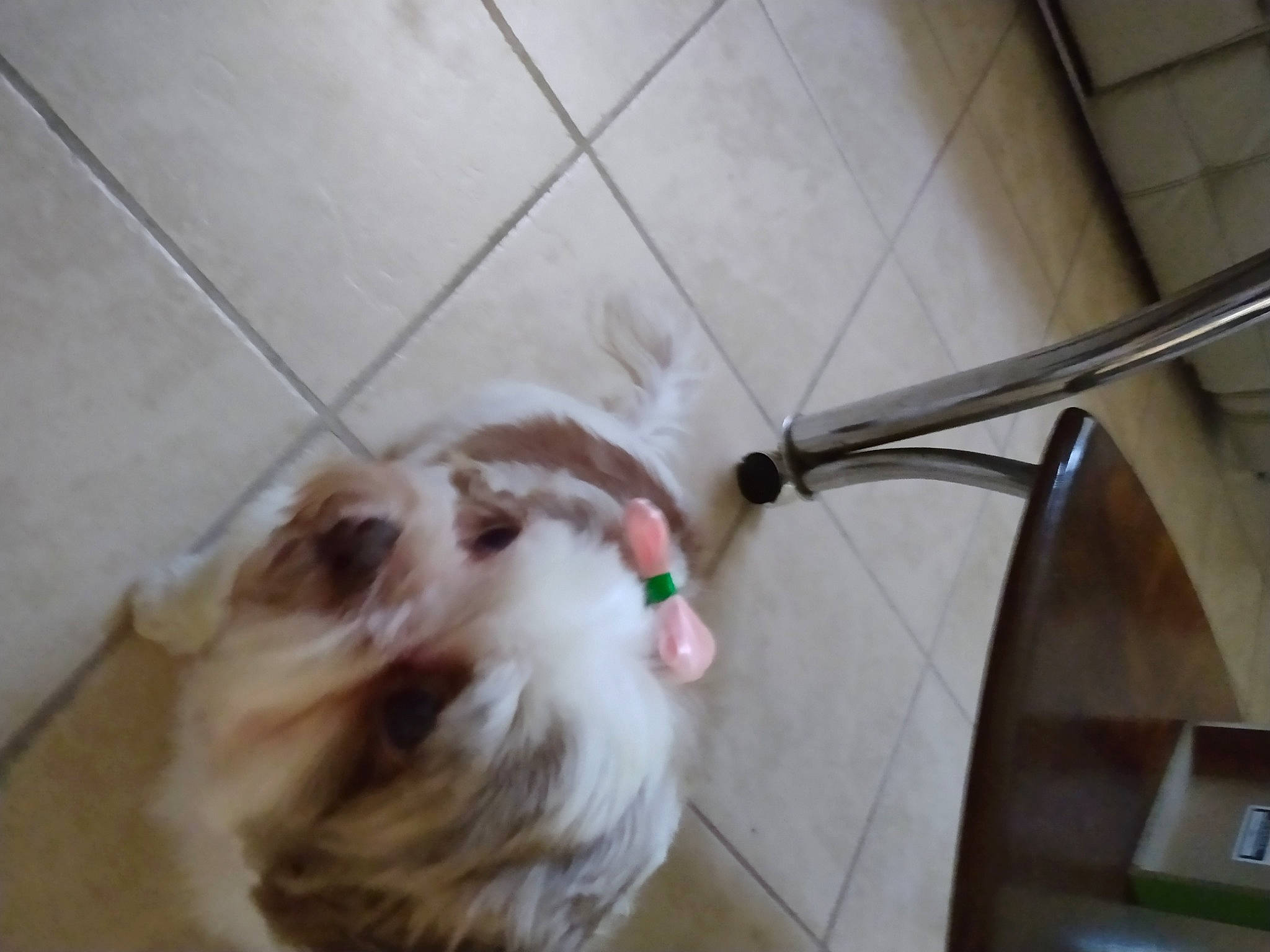 Emma joined the competition — help win amazing prizes! carnivore, companion_dog, dog, dog_breed, fawn, felidae, floor, flooring, hardwood, liver, mammal, paw, small_to_medium_sized_cats, snout, sporting_group, tail, toy_dog, whiskers, wood, working_animal