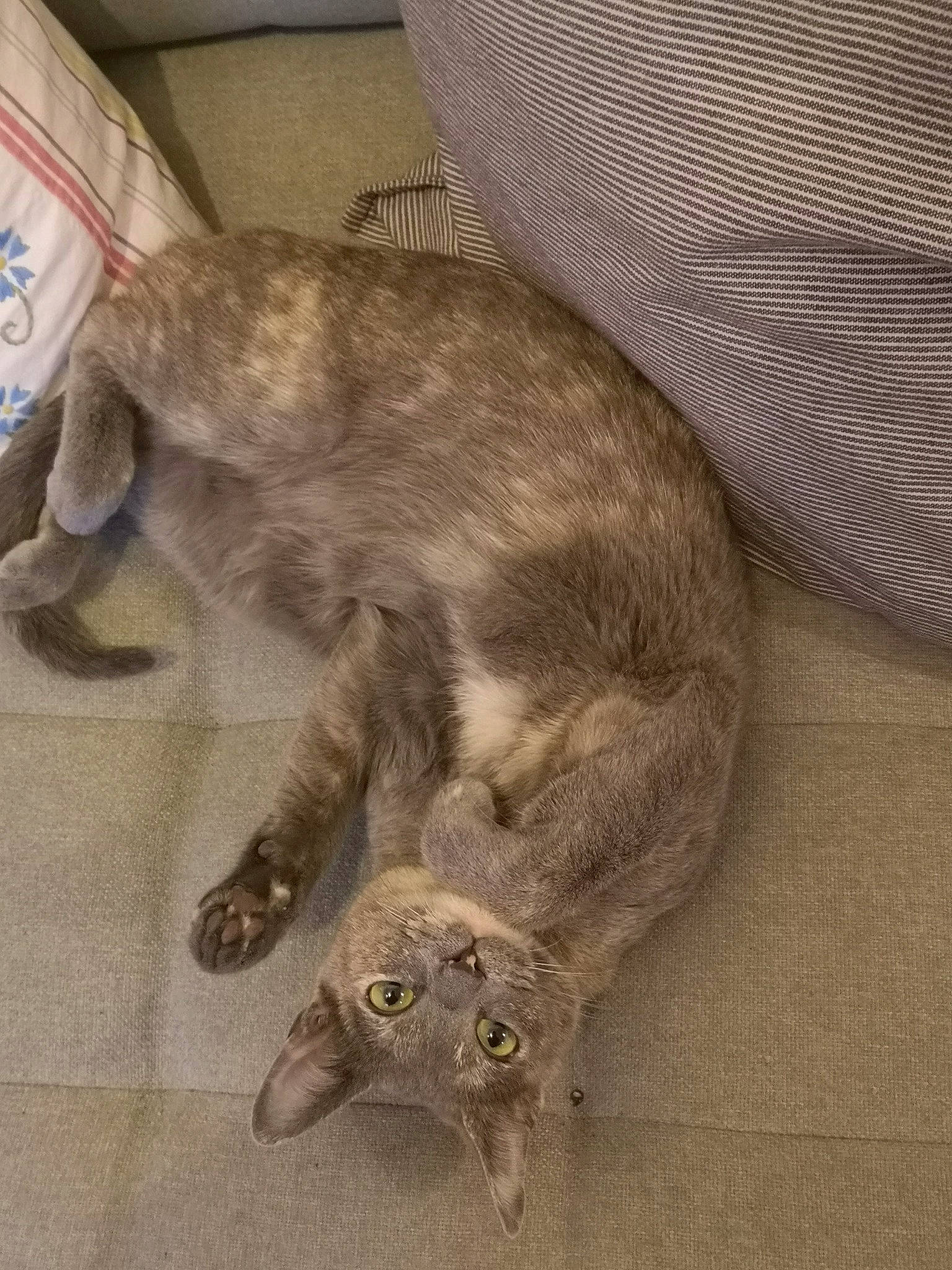 Kaya joined the competition — help win amazing prizes! carnivore, cat, cat_toy, claw, comfort, domestic_short_haired_cat, felidae, flooring, fur, grey, paw, small_to_medium_sized_cats, snout, tail, whiskers