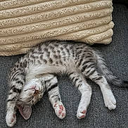 Atreus Peanut joined the competition — help win amazing prizes! kitten, cat, sleeping, paw, stretching, gray_couch, beige_pillow, spotted_fur, pink_paw_pads, feline, domestic_cat, resting, cute, pet, animal, cozy, indoor, relaxed, fur, whiskers
