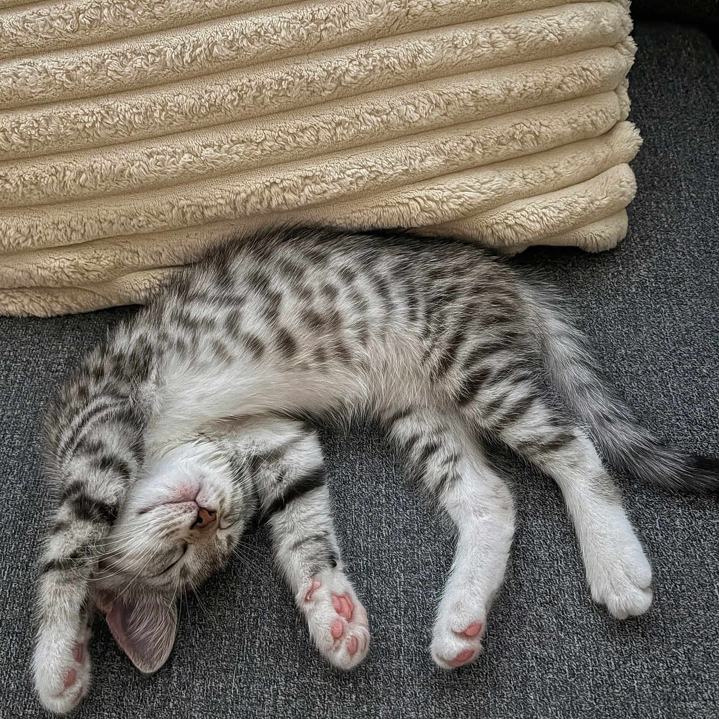 Atreus Peanut joined the competition — help win amazing prizes! kitten, cat, sleeping, paw, stretching, gray_couch, beige_pillow, spotted_fur, pink_paw_pads, feline, domestic_cat, resting, cute, pet, animal, cozy, indoor, relaxed, fur, whiskers