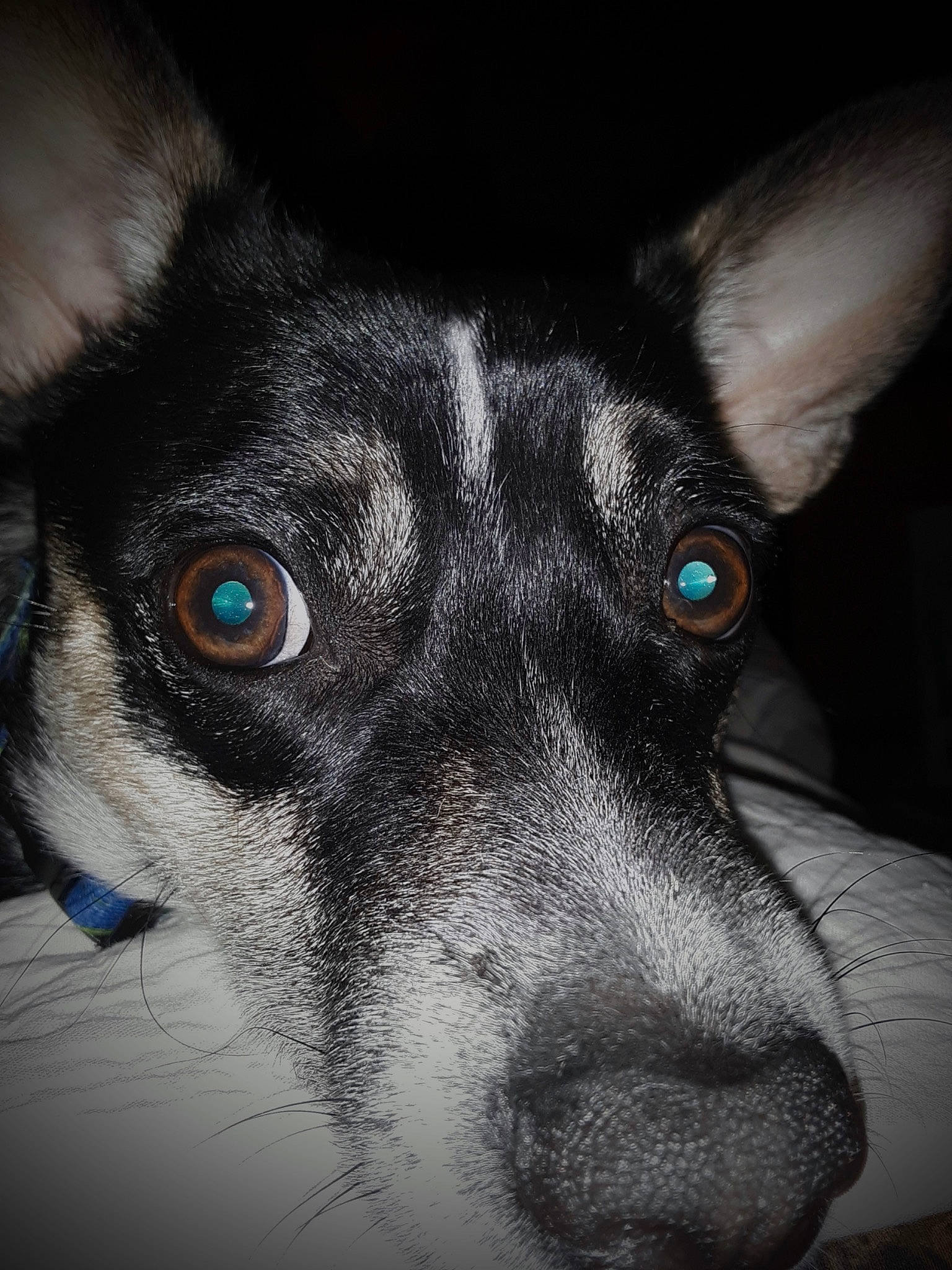 Jupiter joined the competition — help win amazing prizes! canidae, carnivore, close_up, companion_dog, darkness, dog, dog_breed, electric_blue, fur, grey, monochrome, monochrome_photography, snout, sporting_group, terrestrial_animal, whiskers, working_animal, working_dog