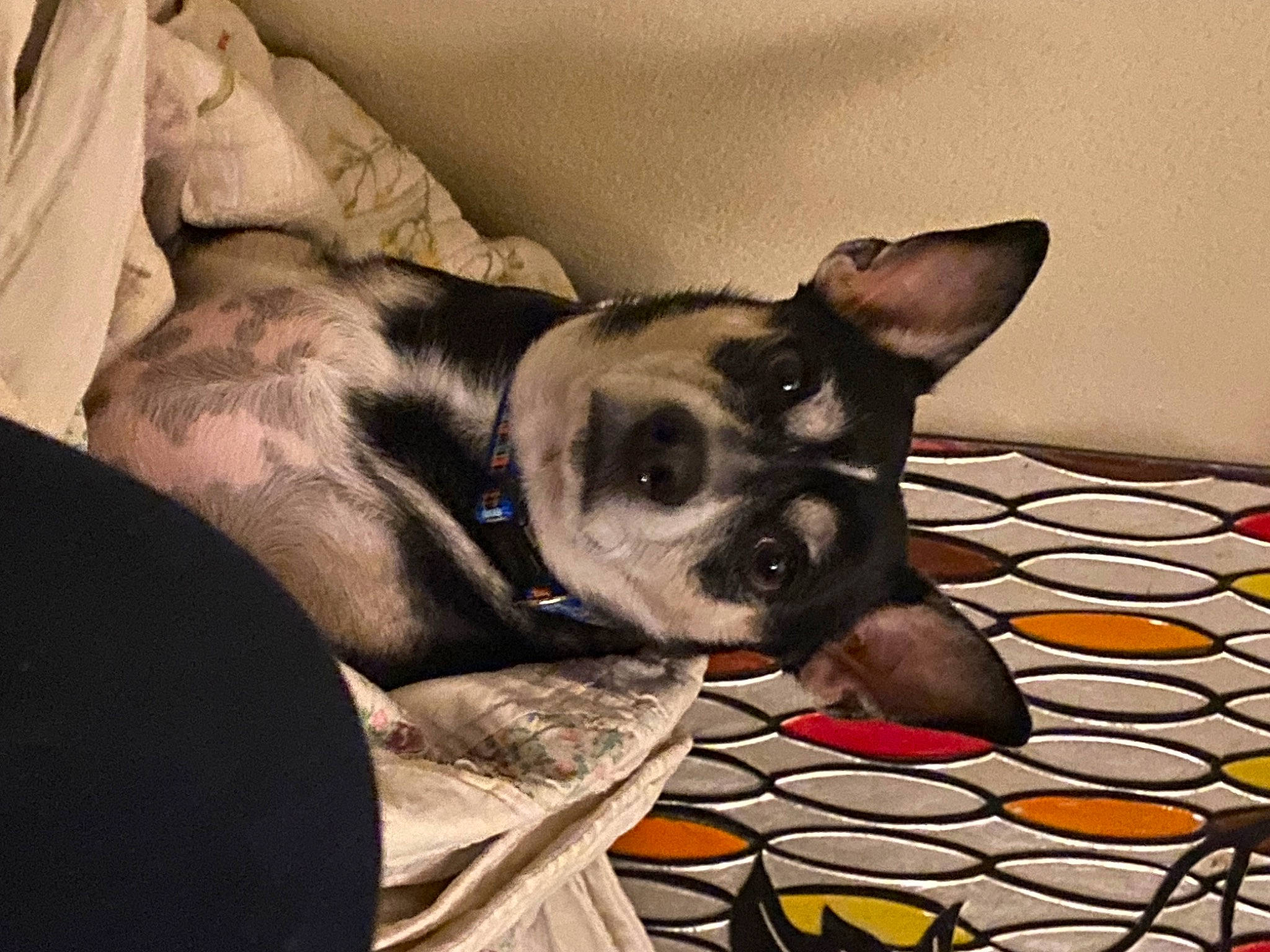 Jupiter joined the competition — help win amazing prizes! bored, canidae, carnivore, comfort, companion_dog, dog, dog_breed, dog_supply, ear, fawn, flooring, fur, grey, linens, paw, sporting_group, square, toy_dog, whiskers, working_animal