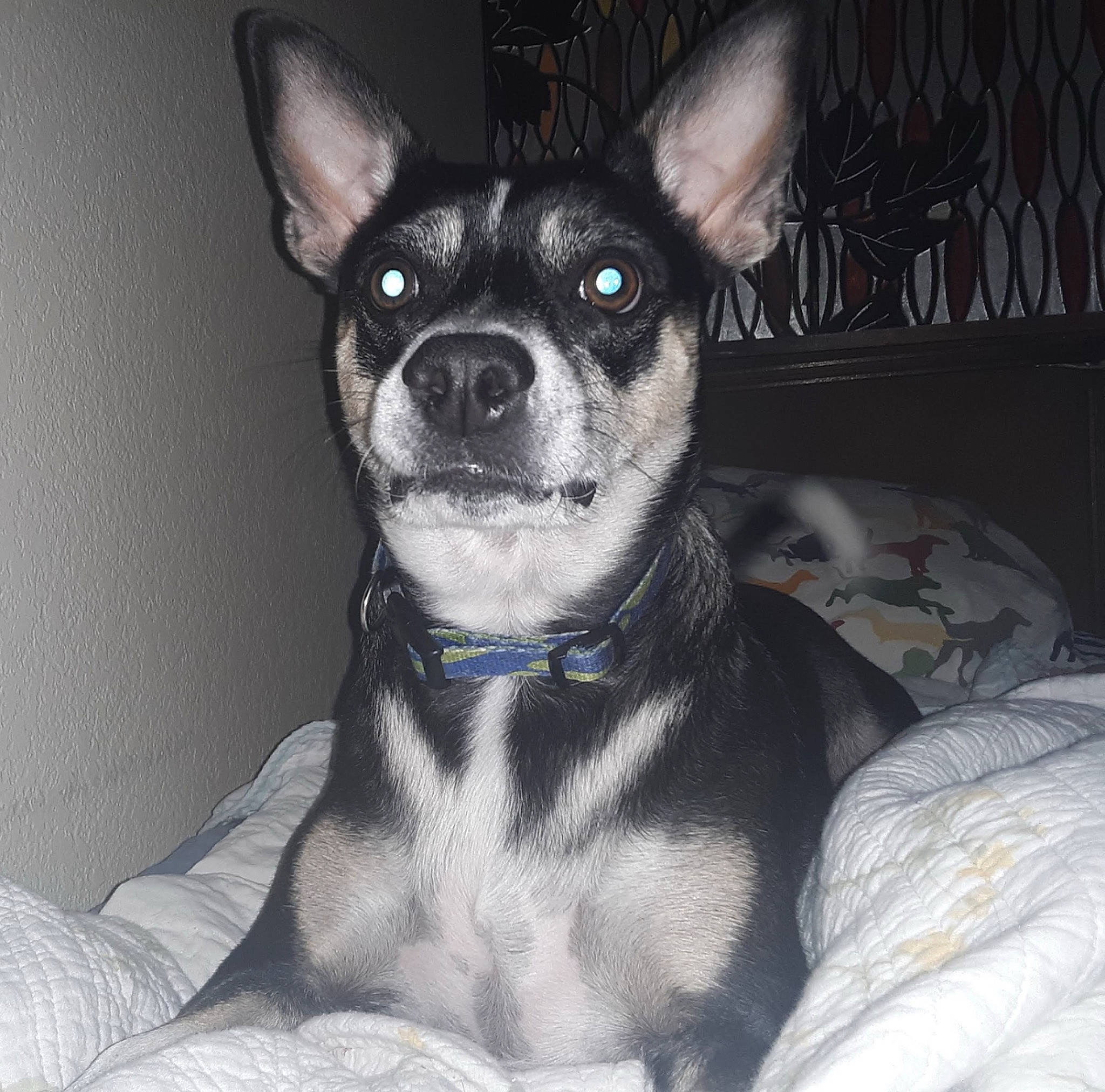 Jupiter joined the competition — help win amazing prizes! canidae, carnivore, chihuahua, comfort, companion_dog, corgi_chihuahua, dog, dog_breed, dog_supply, ear, eye, fawn, fur, grey, head, snout, sporting_group, toy_dog, whiskers, working_animal