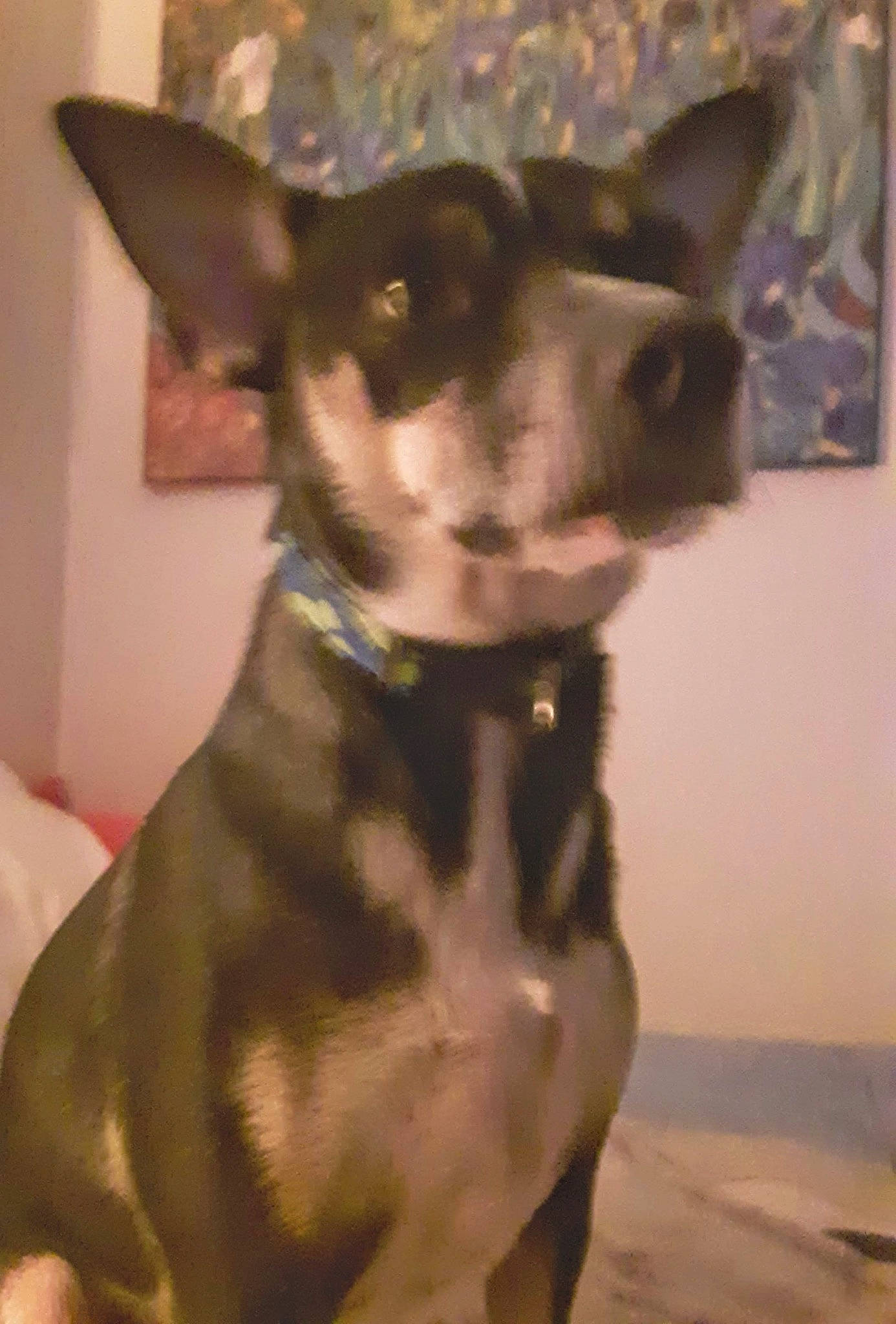 Jupiter is registered to the contest to win money with this photo: canidae, carnivore, collar, companion_dog, dog, dog_breed, dog_collar, dog_supply, ear, fashion_accessory, fawn, fur, pet_supply, snout, sporting_group, tail, toy_dog, whiskers, working_animal, working_dog