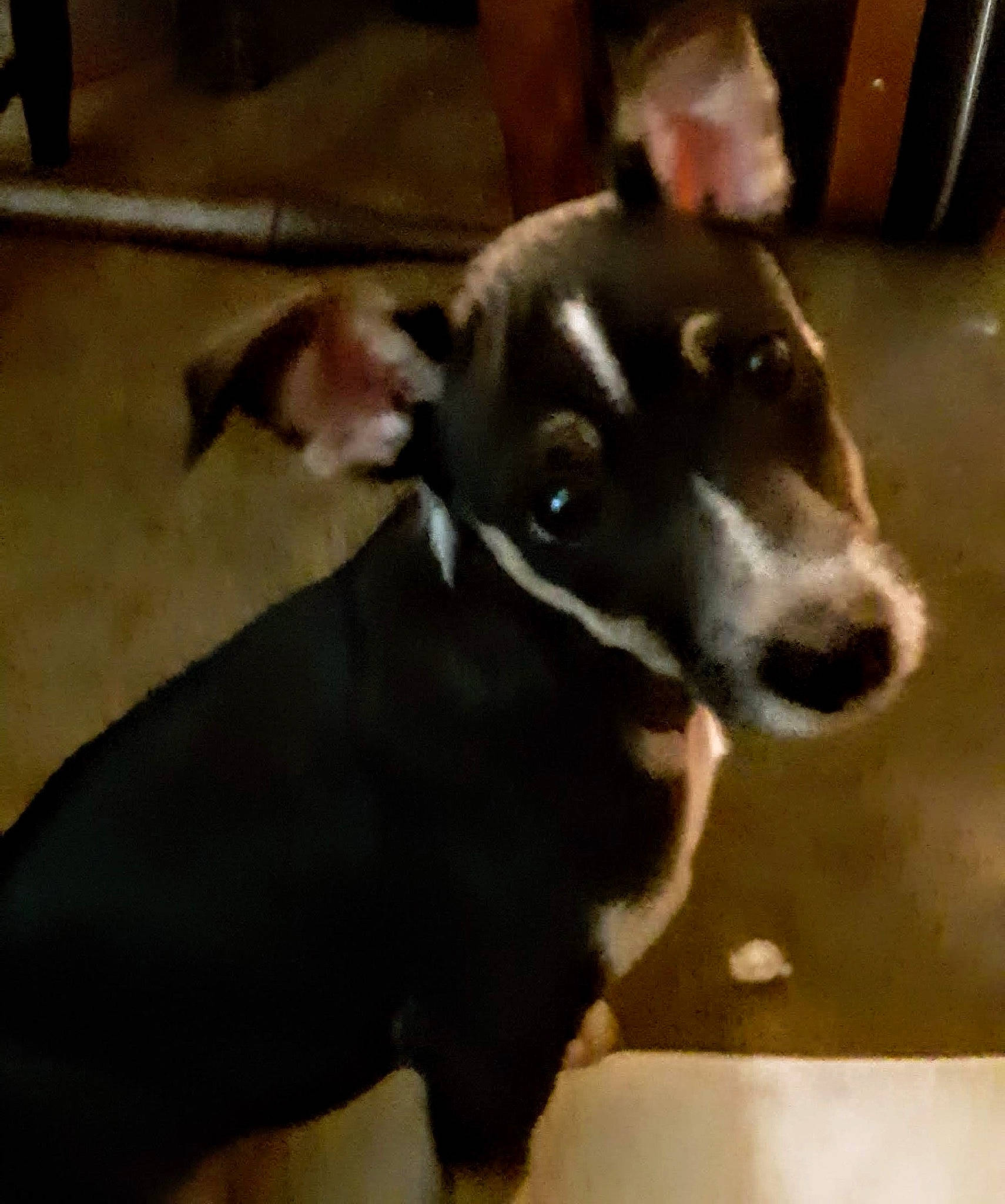 Jupiter joined the competition — help win amazing prizes! canidae, carnivore, collar, companion_dog, dog, dog_breed, dog_collar, ear, fur, non_sporting_group, pet_supply, rampur_greyhound, snout, sporting_group, terrestrial_animal, whiskers, working_animal, working_dog