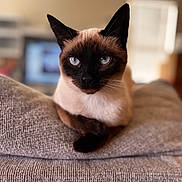 Poppy joined the competition — help win amazing prizes! cat, siamese_cat, blue_eyes, pet, animal, feline, indoor, couch, gray_couch, fur, whiskers, ears, closeup, portrait, relaxed, home, cozy, domestic, sitting, looking