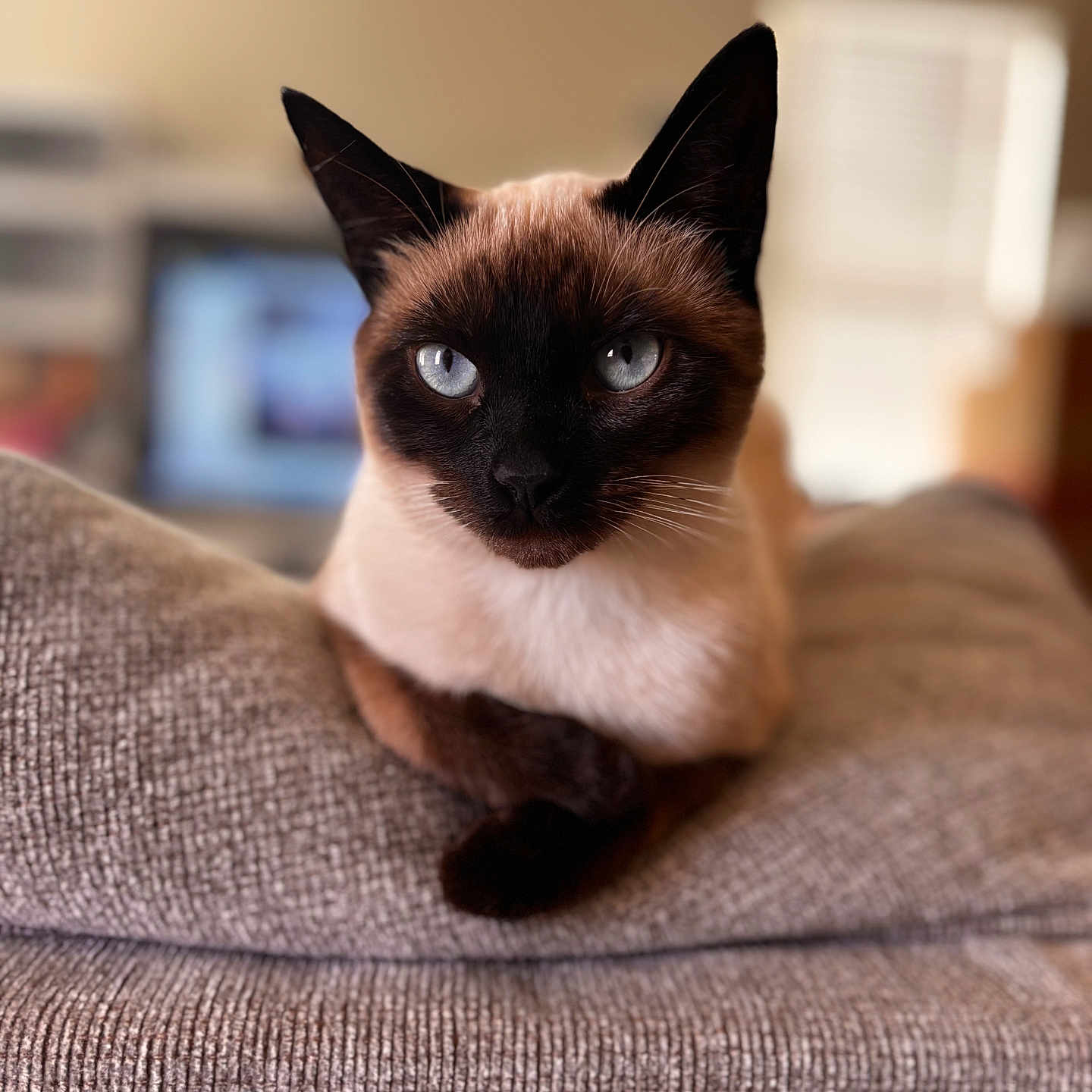 Poppy joined the competition — help win amazing prizes! cat, siamese_cat, blue_eyes, pet, animal, feline, indoor, couch, gray_couch, fur, whiskers, ears, closeup, portrait, relaxed, home, cozy, domestic, sitting, looking