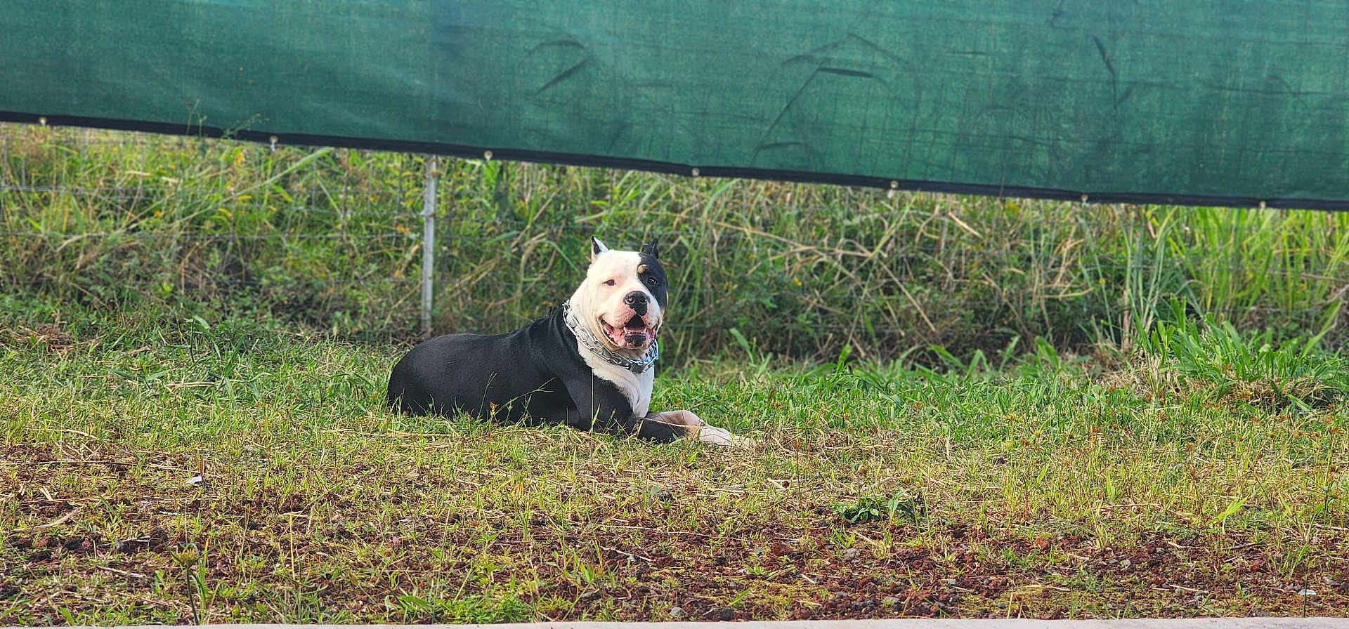 Bowser