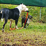 Bowser is registered to the contest to win money with this photo: dog, leash, grass, outdoor, pet, animal, black_and_white, playful, fence, nature, canine, two_dogs, curious, standing, green, daylight, muzzle, ears, tail, companionship