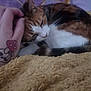 cat, calico, sleeping, pet, hand, tattoo, mushroom, blanket, purple_background, cozy, indoor, feline, resting, soft_texture, animal, cute, domestic, fur, relaxed, companion