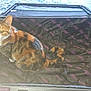 cat, calico_cat, suitcase, open_suitcase, indoor, carpet, floor, wood_floor, pet, animal, feline, looking_up, curious, sitting, striped, fur, tail, whiskers, ears, domestic