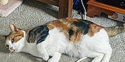 Lucy joined the competition — help win amazing prizes! cat, calico, carpet, cable, indoor, furniture, shelf, drawer, candle, relaxed, pet, animal, lying_down, white, orange, black, brown, floor, cord, household