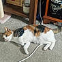 cat, calico, carpet, cable, indoor, furniture, shelf, drawer, candle, relaxed, pet, animal, lying_down, white, orange, black, brown, floor, cord, household